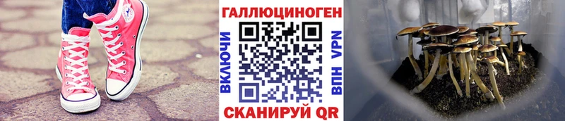цены наркотик Нурлат Псилоцибиновые грибы MAGIC MUSHROOMS